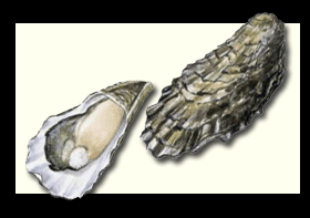 oyster