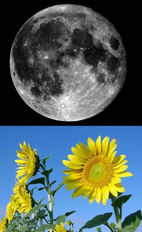 sunflowers