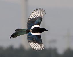 magpie in flight